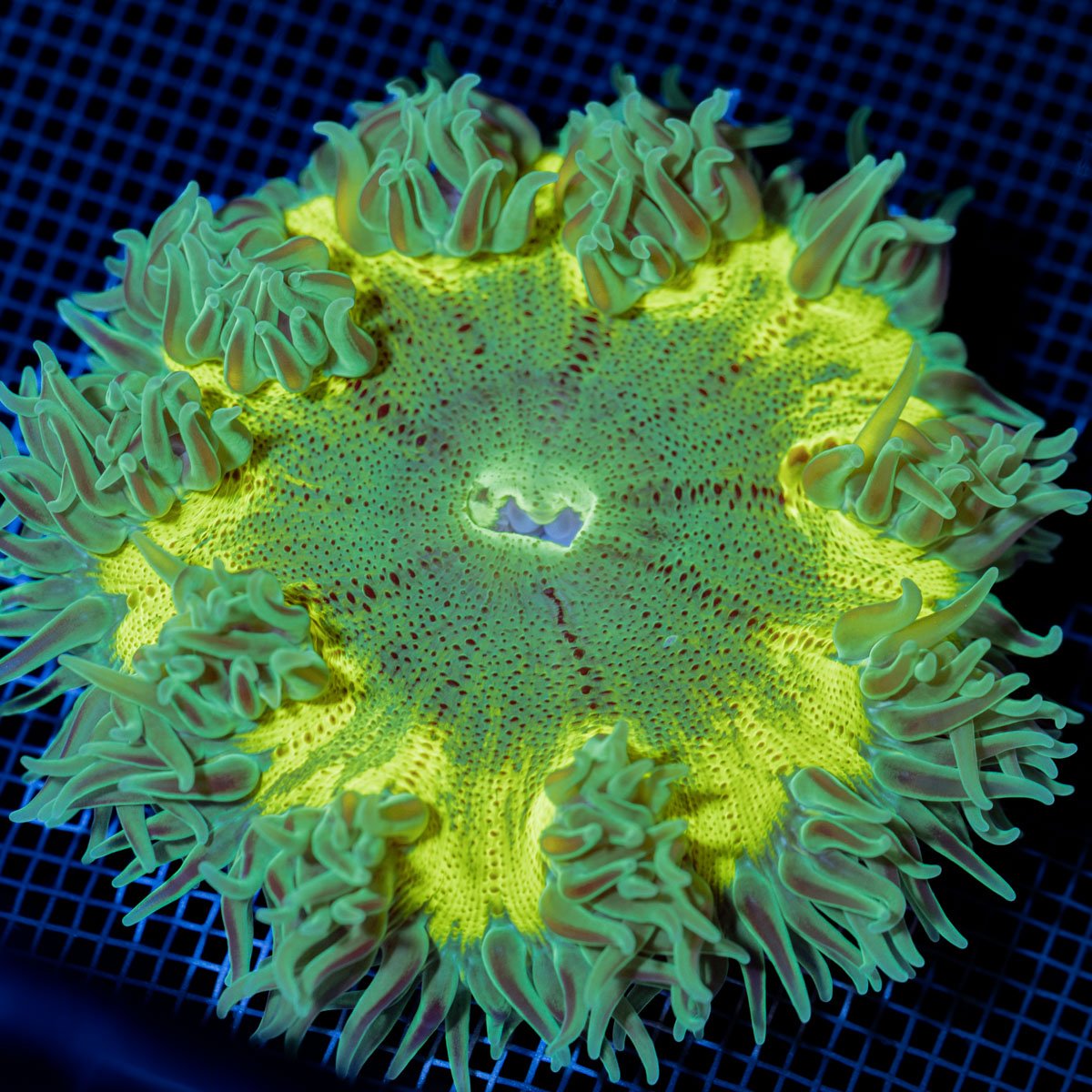 Ultra Rock Flower Anemone with colorful oral disc in reef aquarium