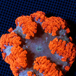 Ultra Rock Flower Anemone with colorful oral disc in reef aquarium