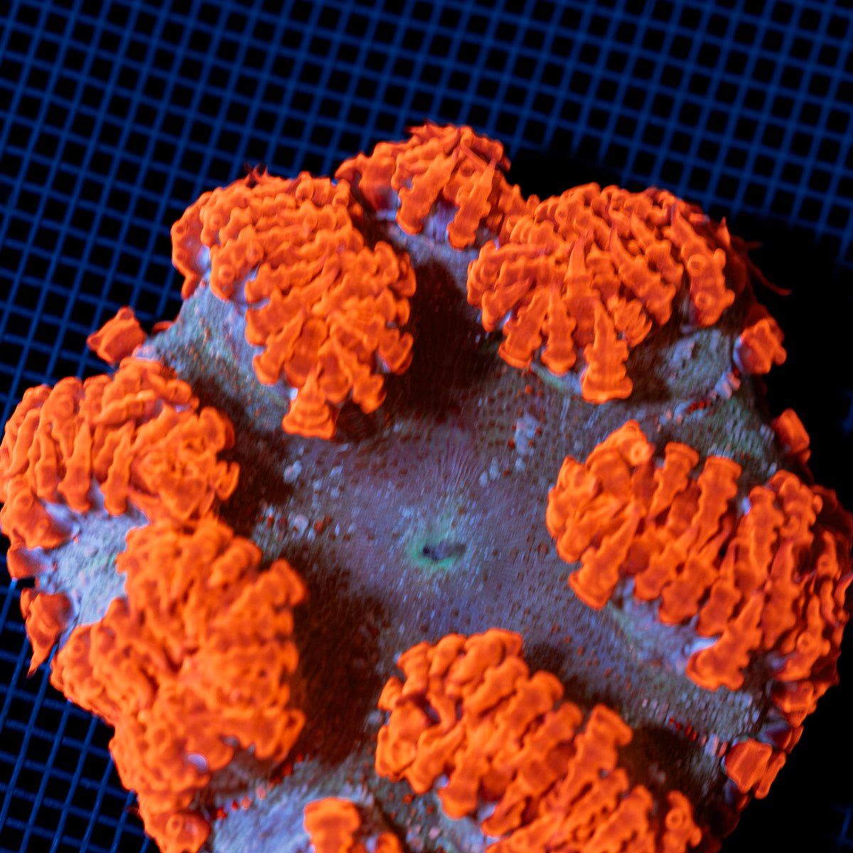 Ultra Rock Flower Anemone with colorful oral disc in reef aquarium