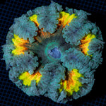 Ultra Rock Flower Anemone with colorful oral disc in reef aquarium
