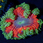 Ultra Rock Flower Anemone with colorful oral disc in reef aquarium