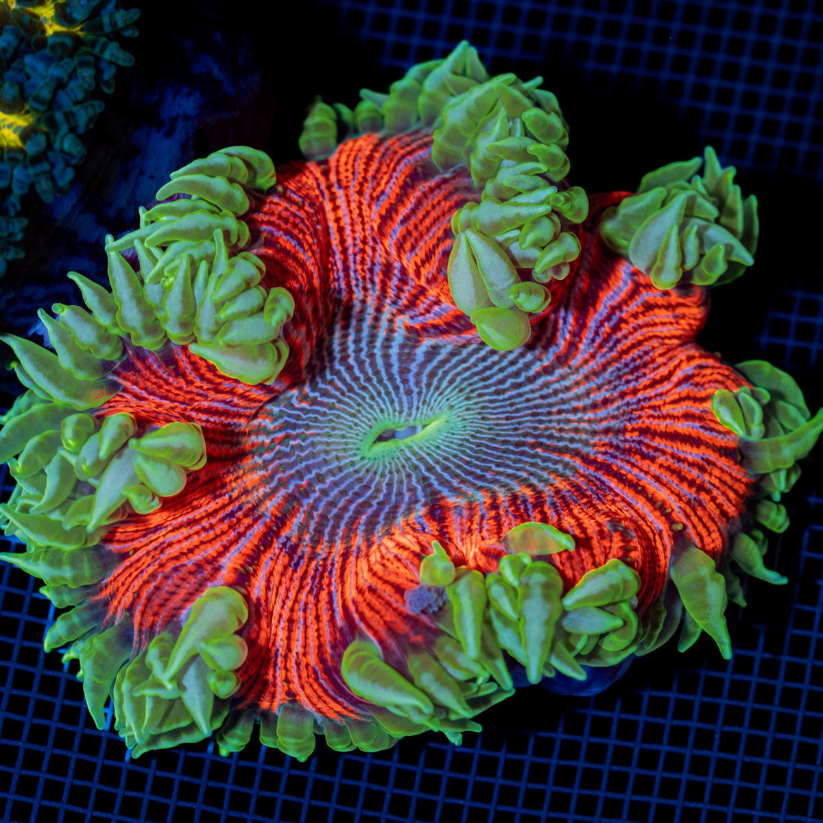 Ultra Rock Flower Anemone with colorful oral disc in reef aquarium