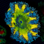 Ultra Rock Flower Anemone with colorful oral disc in reef aquarium