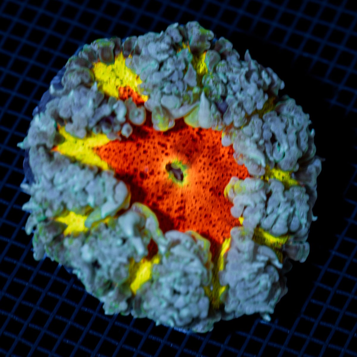 Ultra Rock Flower Anemone with colorful oral disc in reef aquarium