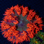 Ultra Rock Flower Anemone with colorful oral disc in reef aquarium