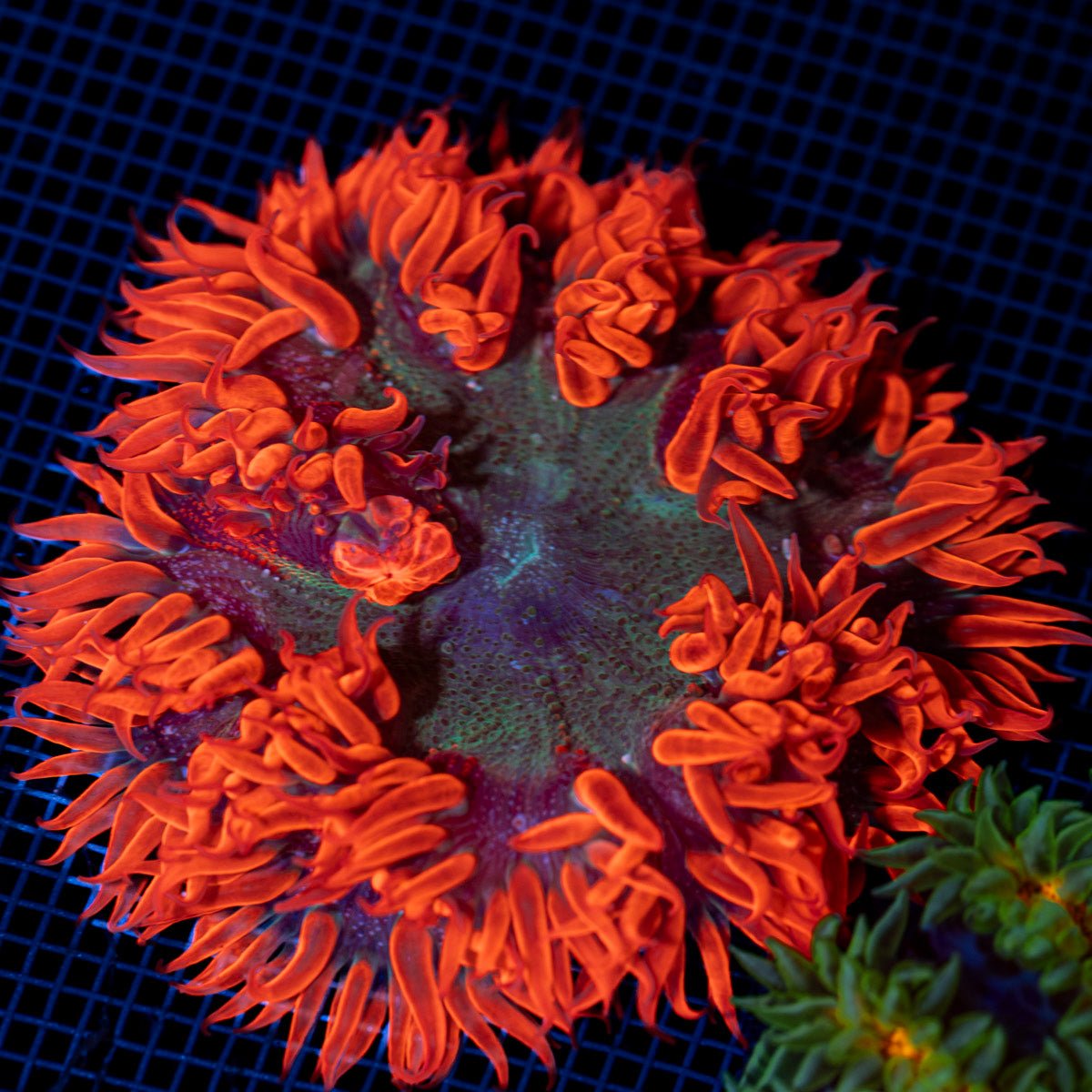 Ultra Rock Flower Anemone with colorful oral disc in reef aquarium