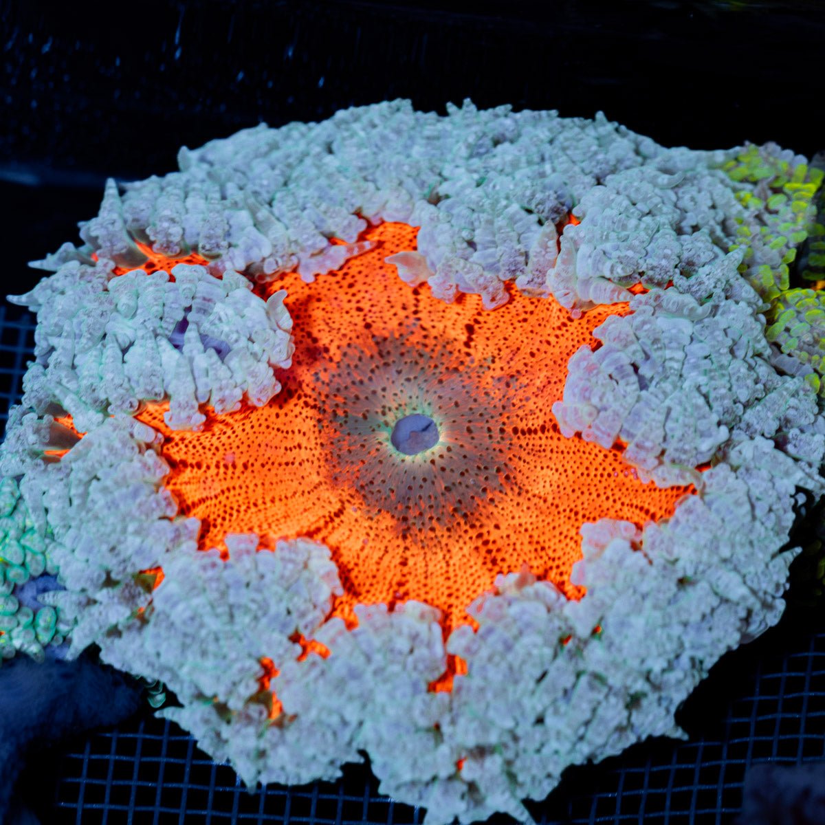 Ultra Rock Flower Anemone with colorful oral disc in reef aquarium