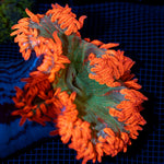 Ultra Rock Flower Anemone with colorful oral disc in reef aquarium