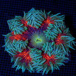 Ultra Rock Flower Anemone with colorful oral disc in reef aquarium