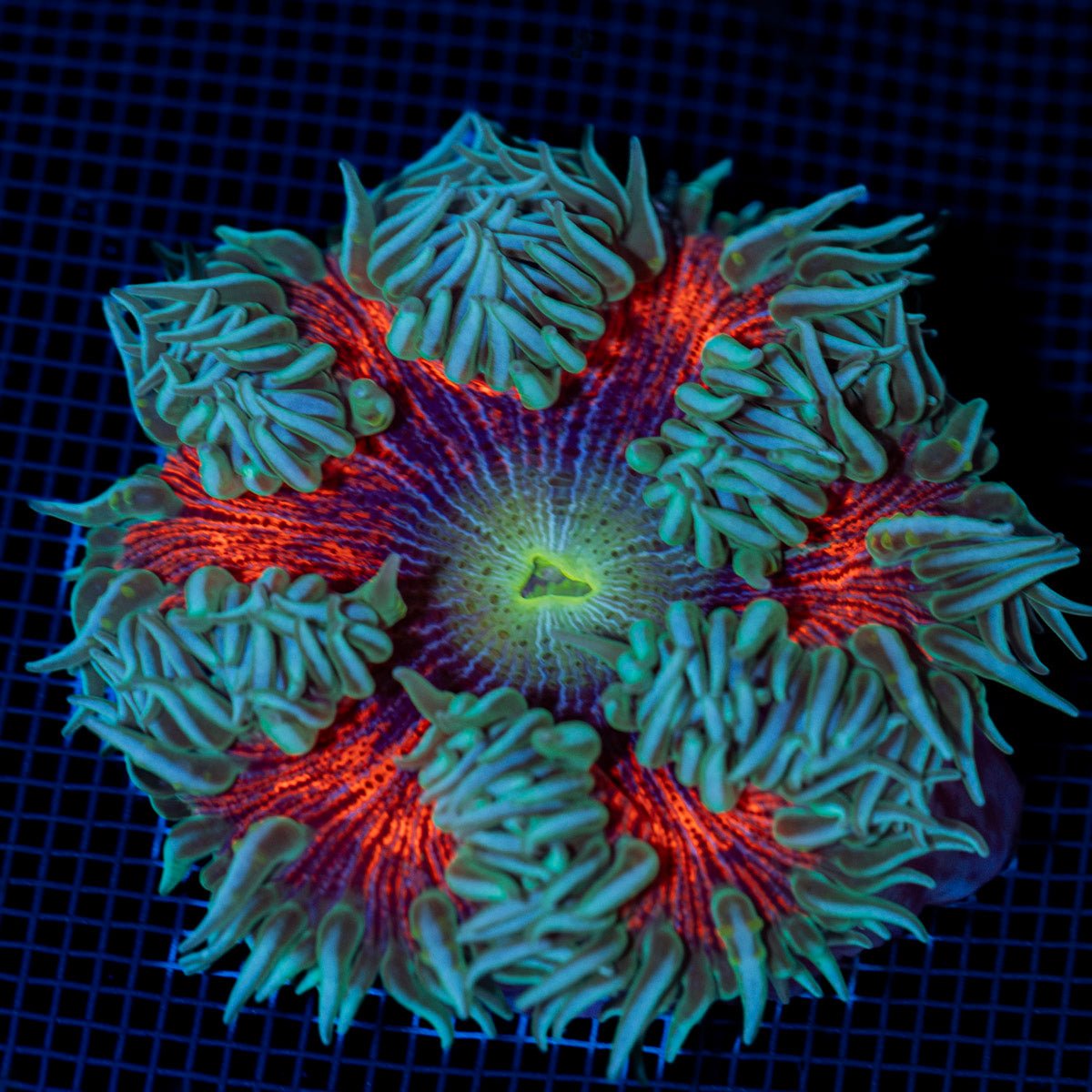 Ultra Rock Flower Anemone with colorful oral disc in reef aquarium