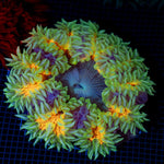 Ultra Rock Flower Anemone with colorful oral disc in reef aquarium