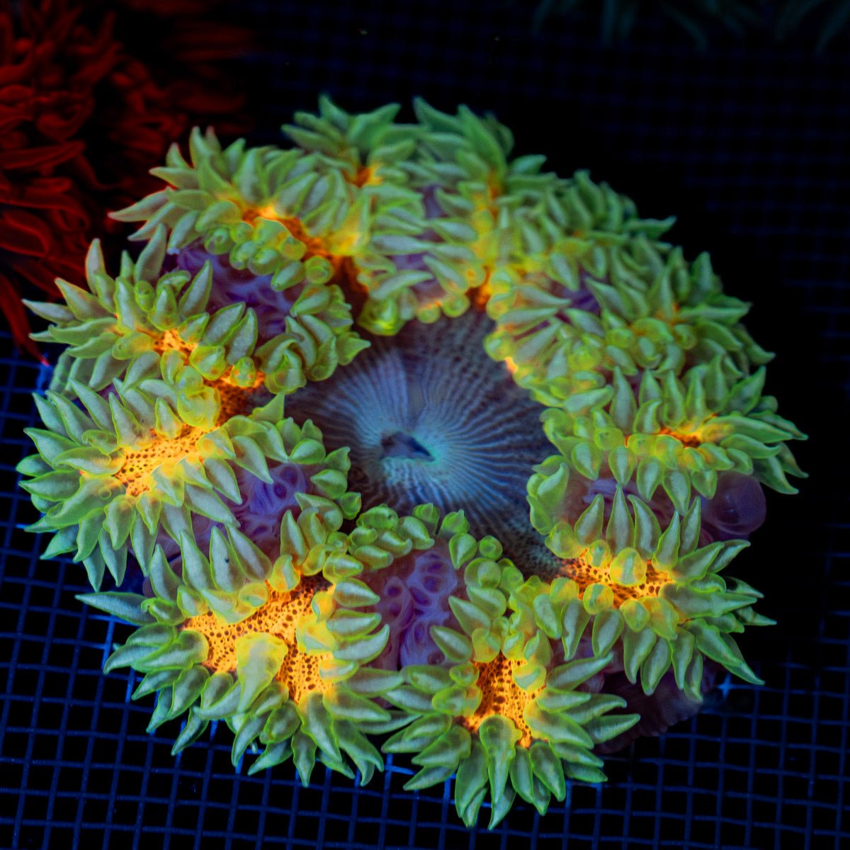 Ultra Rock Flower Anemone with colorful oral disc in reef aquarium