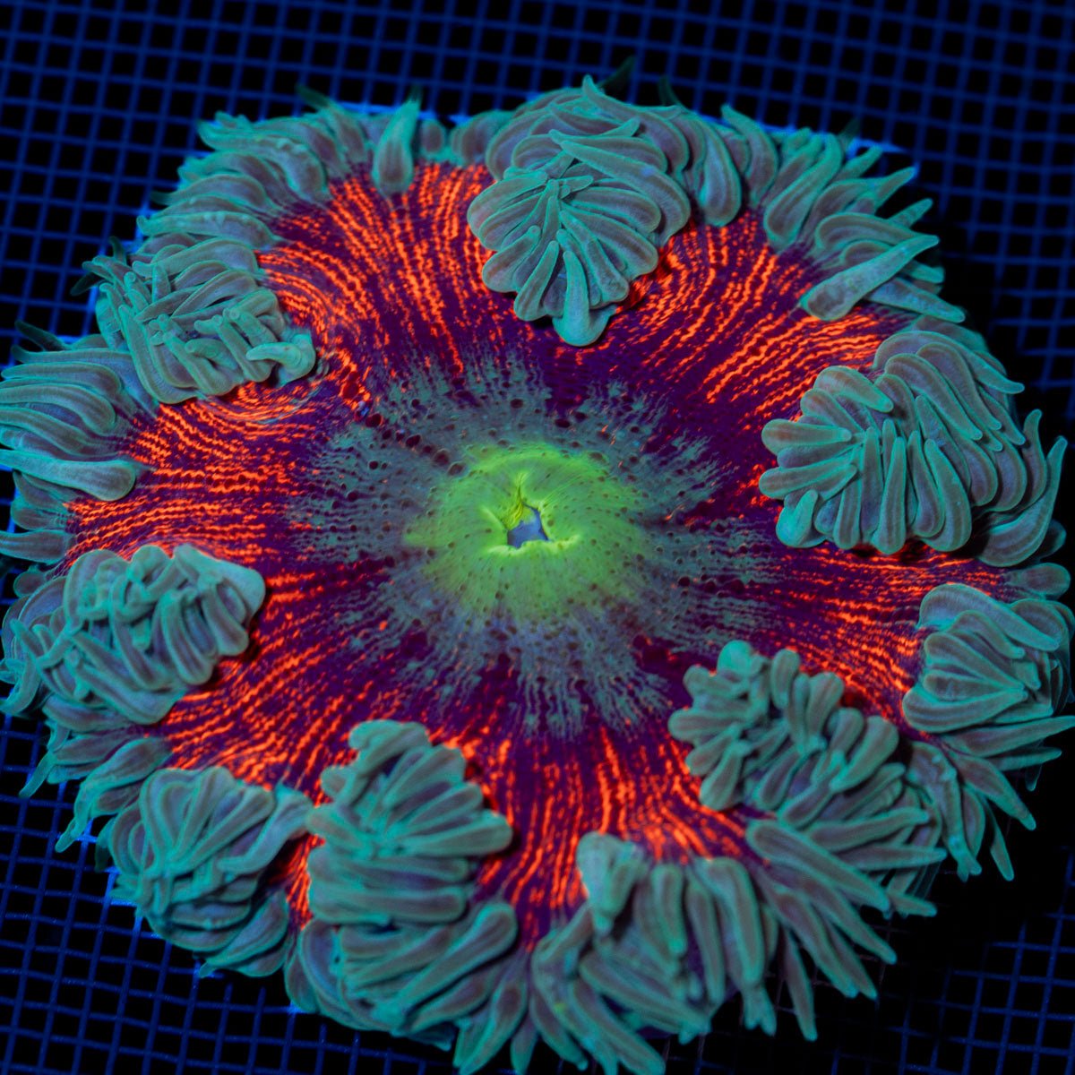 Ultra Rock Flower Anemone with colorful oral disc in reef aquarium