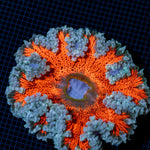 Ultra Rock Flower Anemone with colorful oral disc in reef aquarium