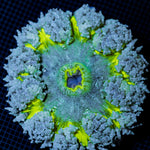 Ultra Rock Flower Anemone with colorful oral disc in reef aquarium