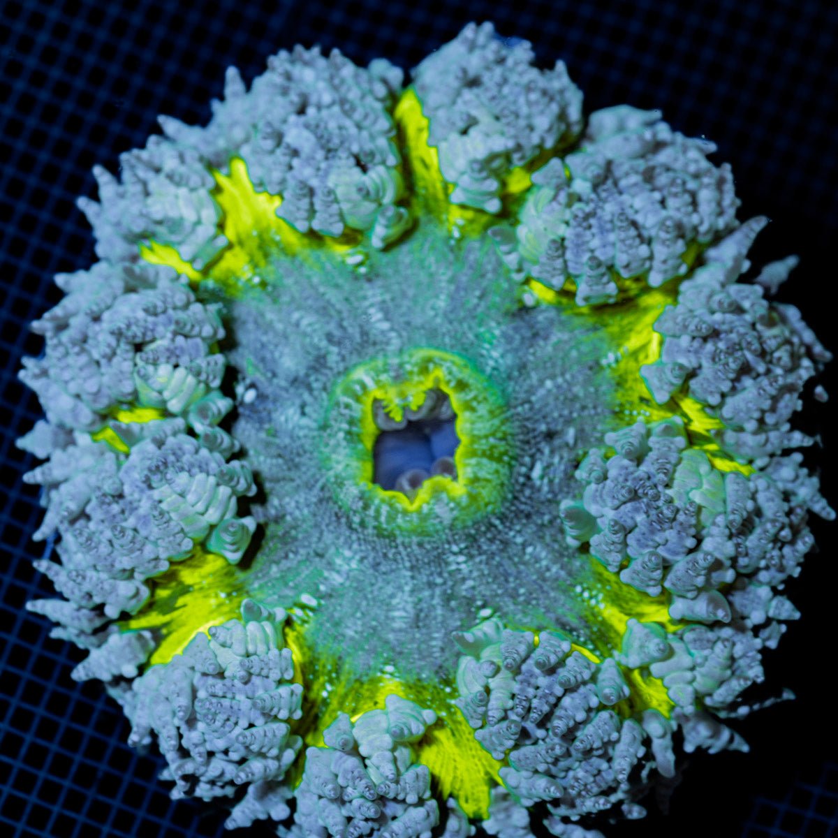 Ultra Rock Flower Anemone with colorful oral disc in reef aquarium