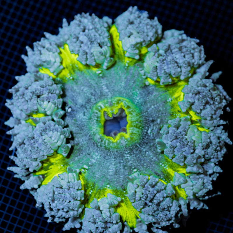 Ultra Rock Flower Anemone with colorful oral disc in reef aquarium
