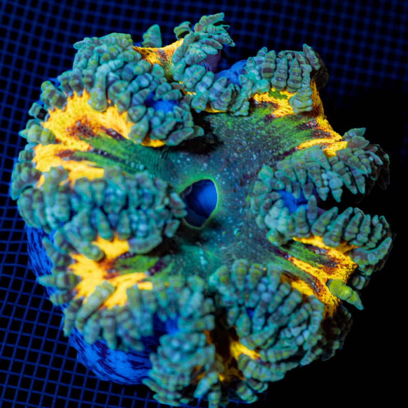 Ultra Rock Flower Anemone with colorful oral disc in reef aquarium