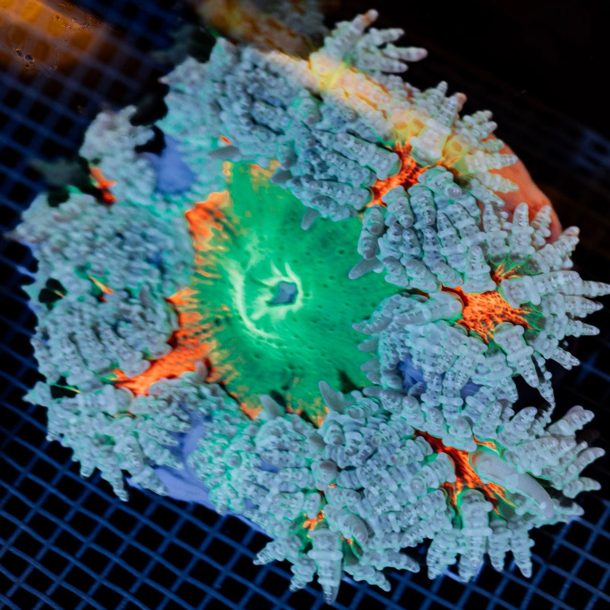 Ultra Rock Flower Anemone with colorful oral disc in reef aquarium