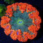 Ultra Rock Flower Anemone with colorful oral disc in reef aquarium