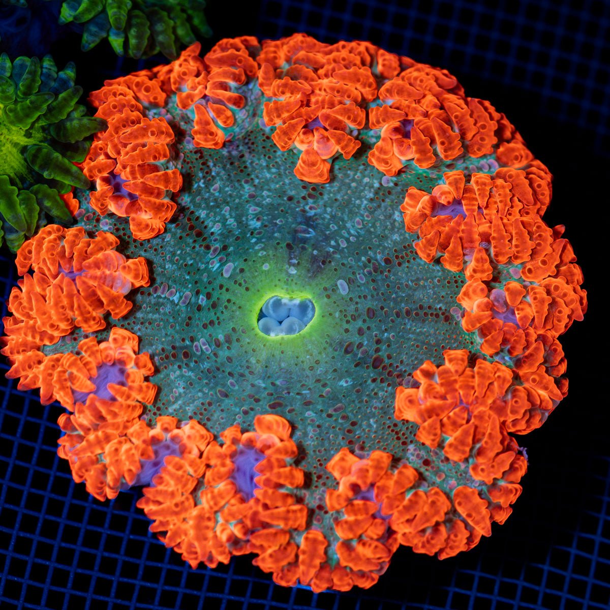 Ultra Rock Flower Anemone with colorful oral disc in reef aquarium