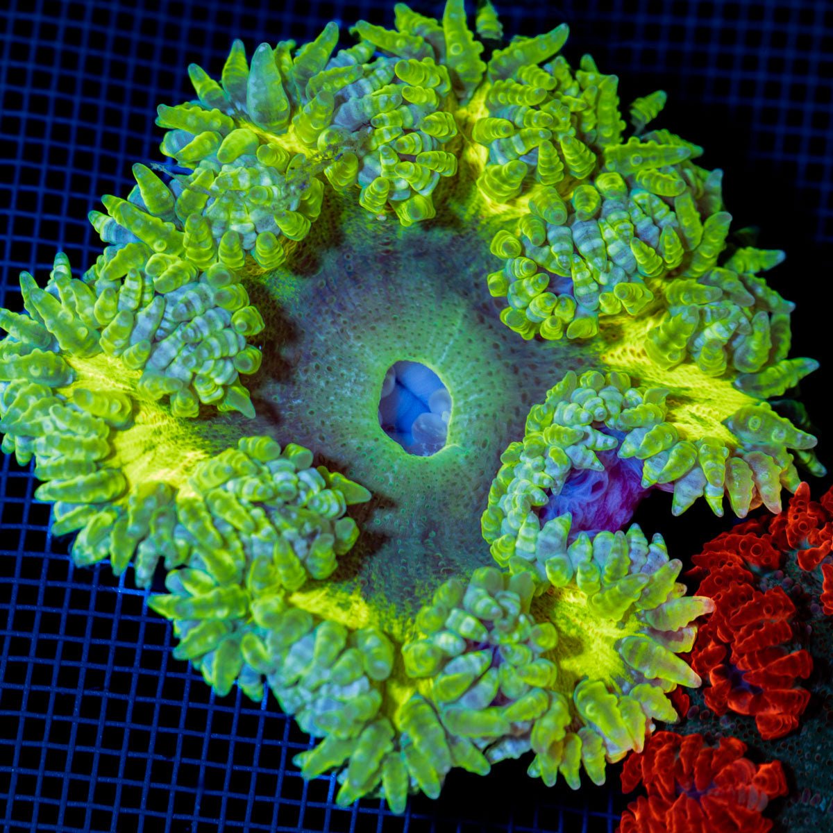 Ultra Rock Flower Anemone with colorful oral disc in reef aquarium