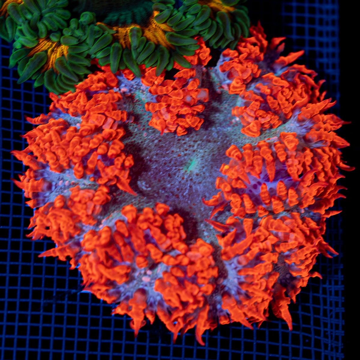 Ultra Rock Flower Anemone with colorful oral disc in reef aquarium