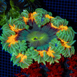 Ultra Rock Flower Anemone with colorful oral disc in reef aquarium