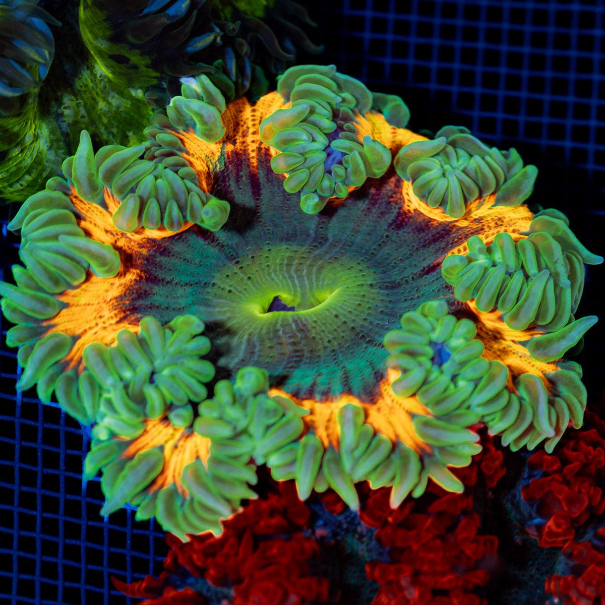 Ultra Rock Flower Anemone with colorful oral disc in reef aquarium
