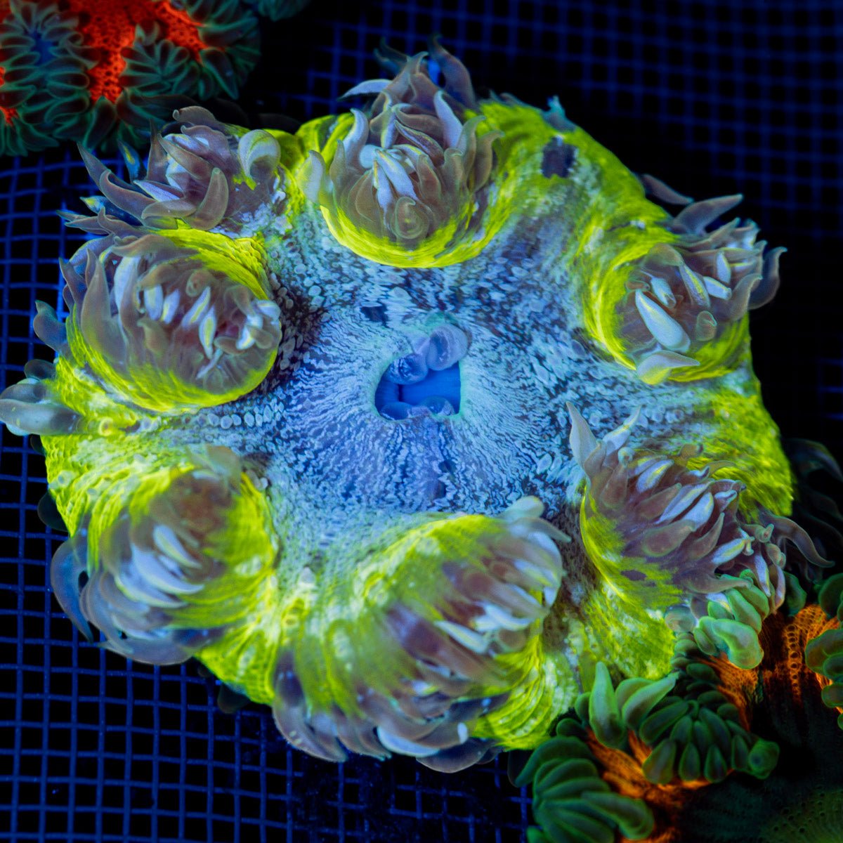 Ultra Rock Flower Anemone with colorful oral disc in reef aquarium