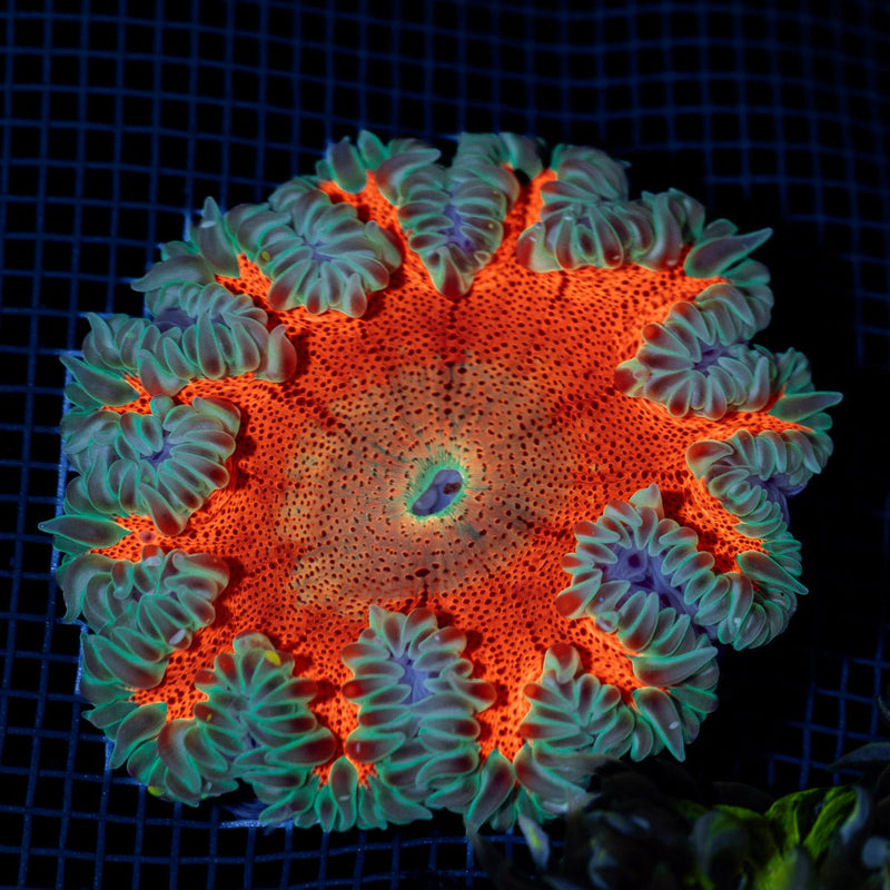 Ultra Rock Flower Anemone with colorful oral disc in reef aquarium