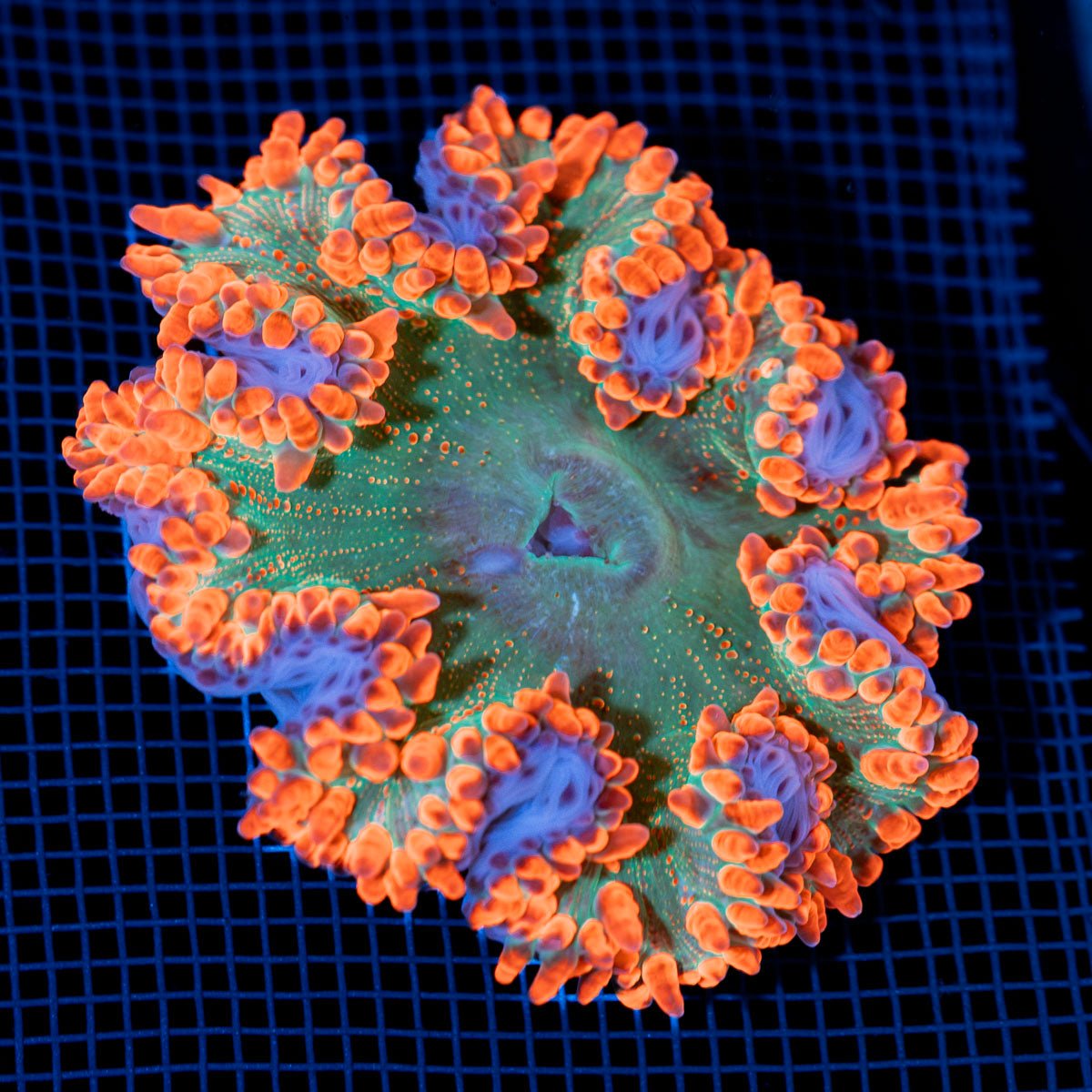 Ultra Rock Flower Anemone with colorful oral disc in reef aquarium
