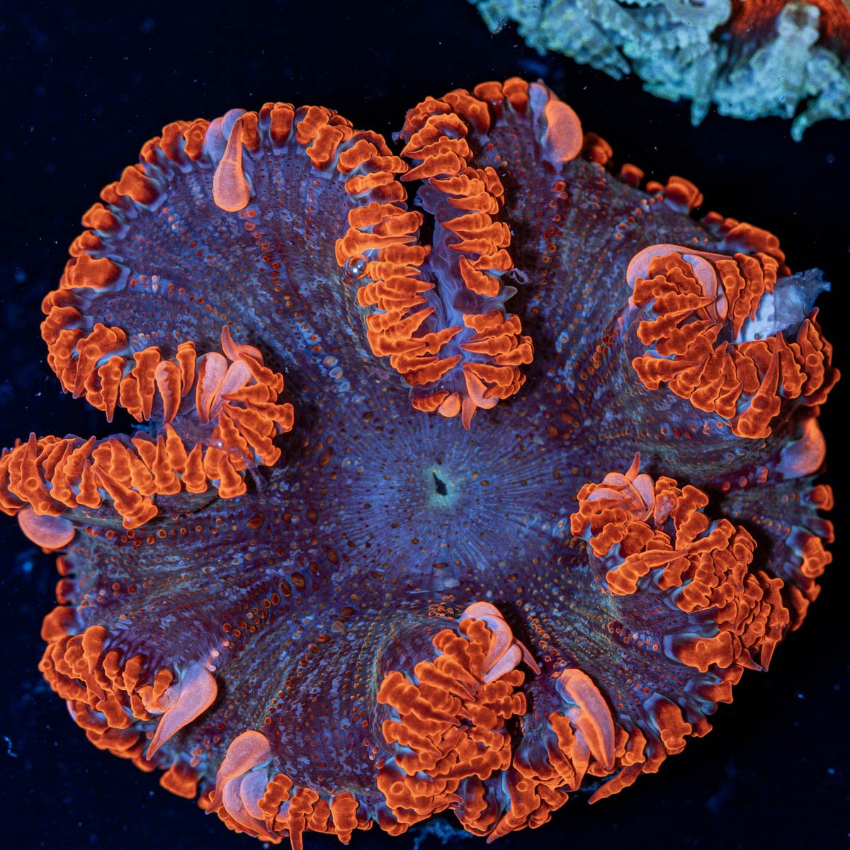 Ultra Rock Flower Anemone with colorful oral disc in reef aquarium