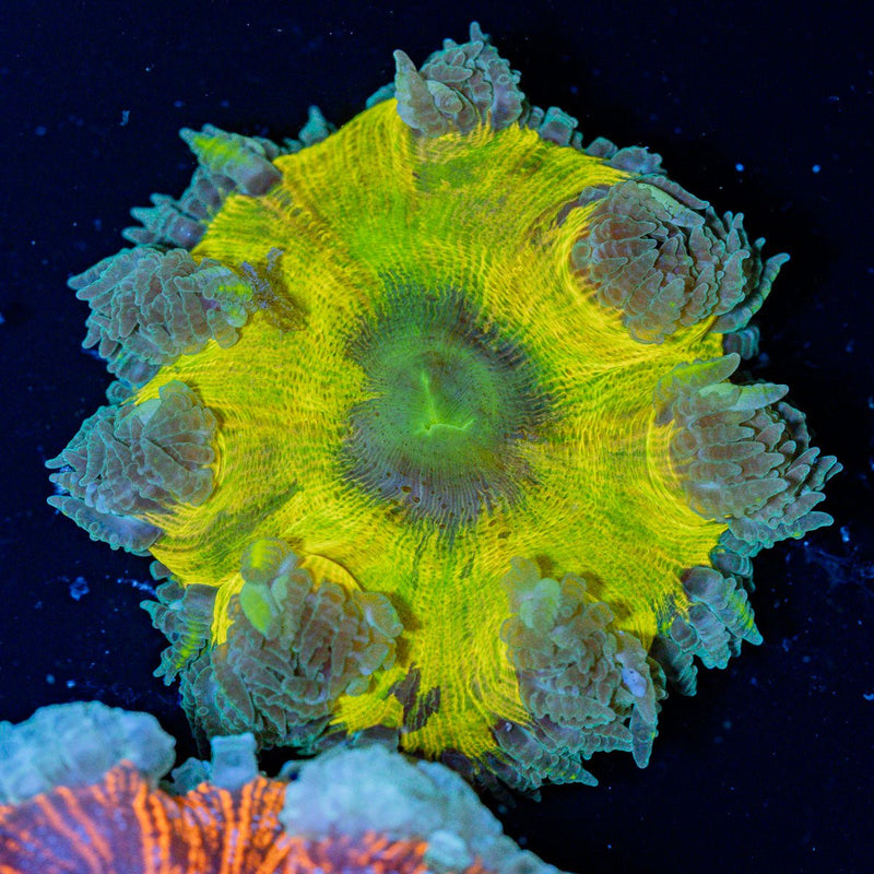 Ultra Rock Flower Anemone with colorful oral disc in reef aquarium