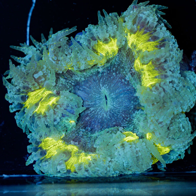 Ultra Rock Flower Anemone with colorful oral disc in reef aquarium