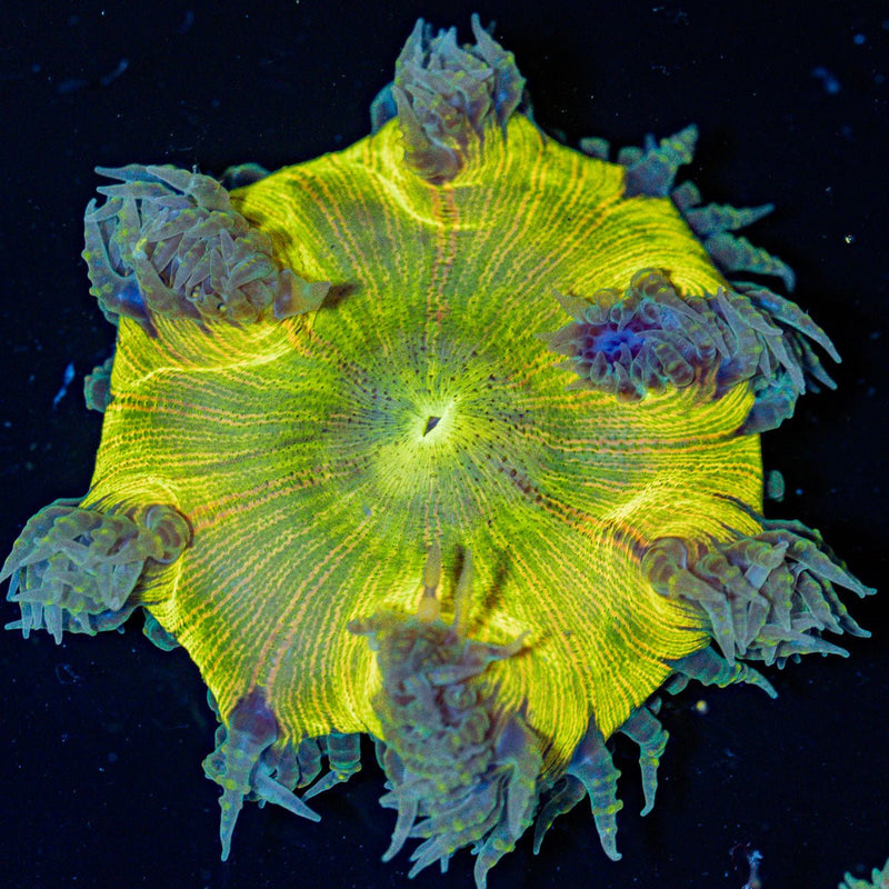 Ultra Rock Flower Anemone with colorful oral disc in reef aquarium