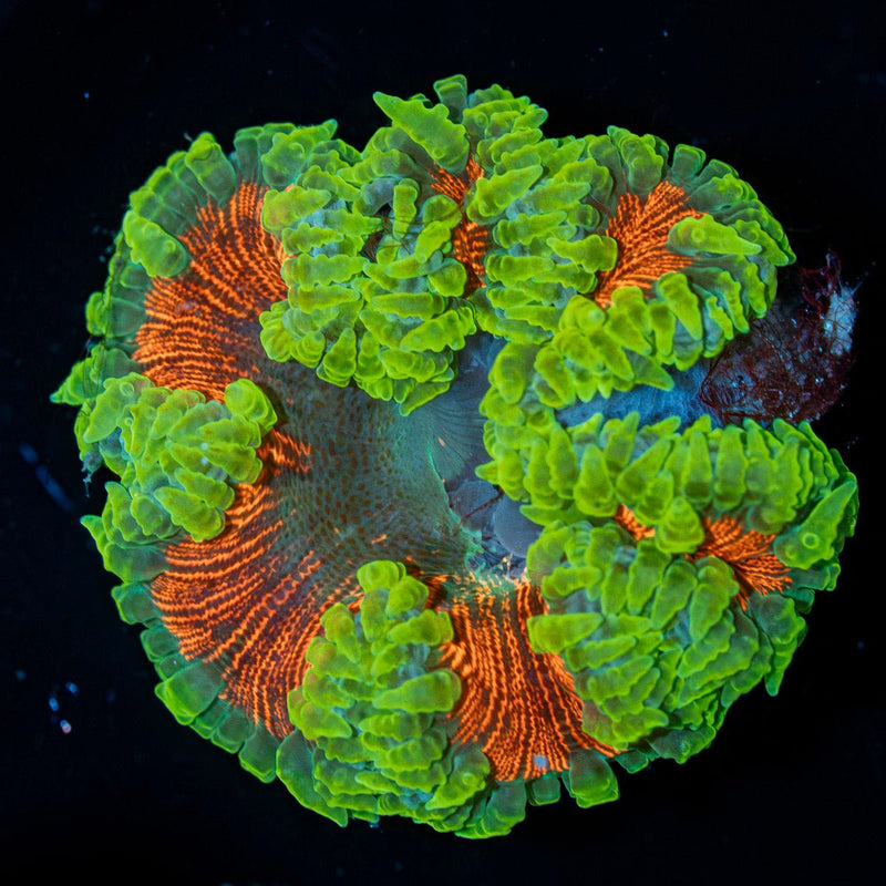 Ultra Rock Flower Anemone