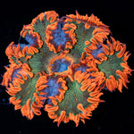 Ultra Rock Flower Anemone with brilliantly patterned appearance in a reef aquarium
