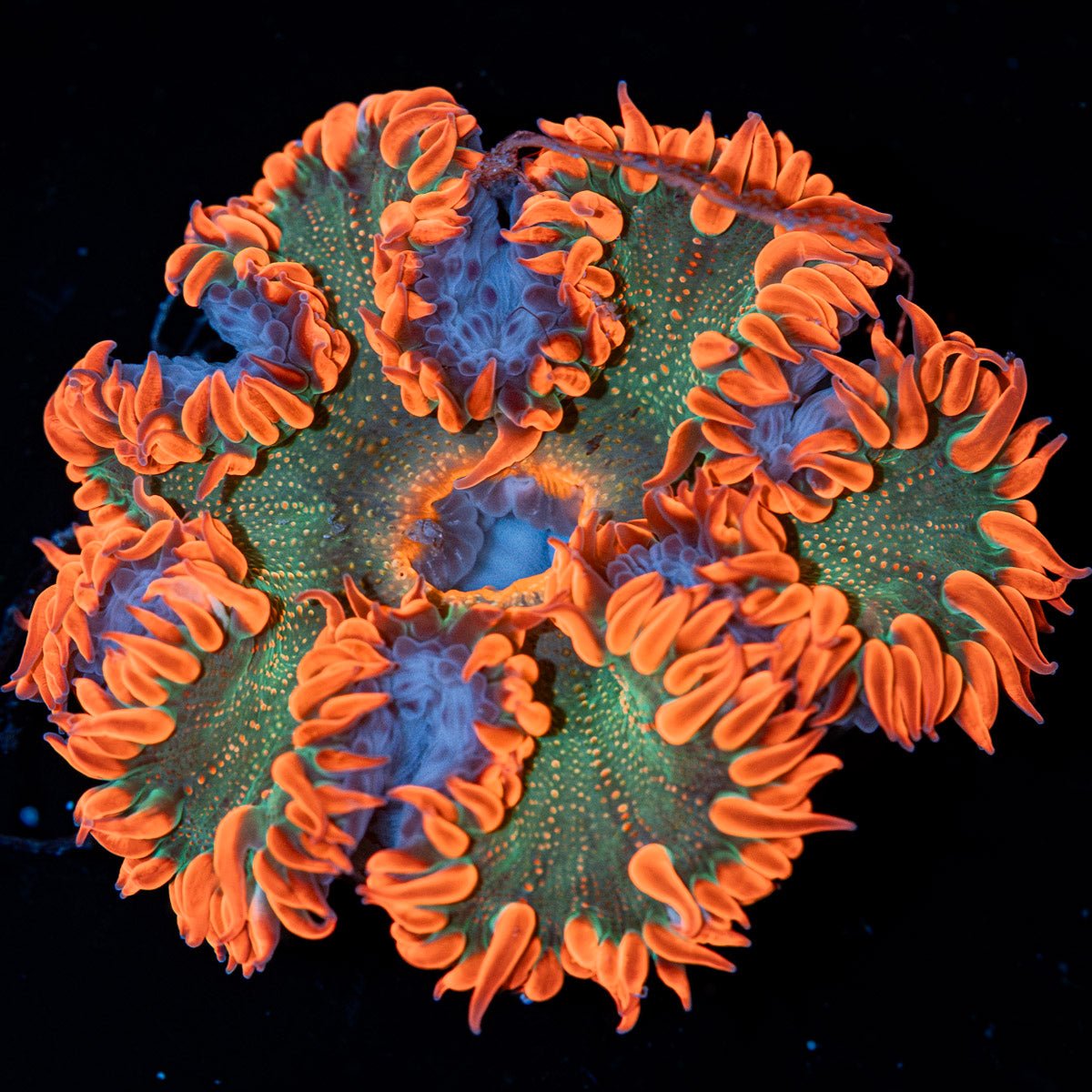Ultra Rock Flower Anemone with brilliantly patterned appearance in a reef aquarium