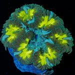 Ultra Rock Flower Anemone with brilliantly patterned appearance in a saltwater aquarium