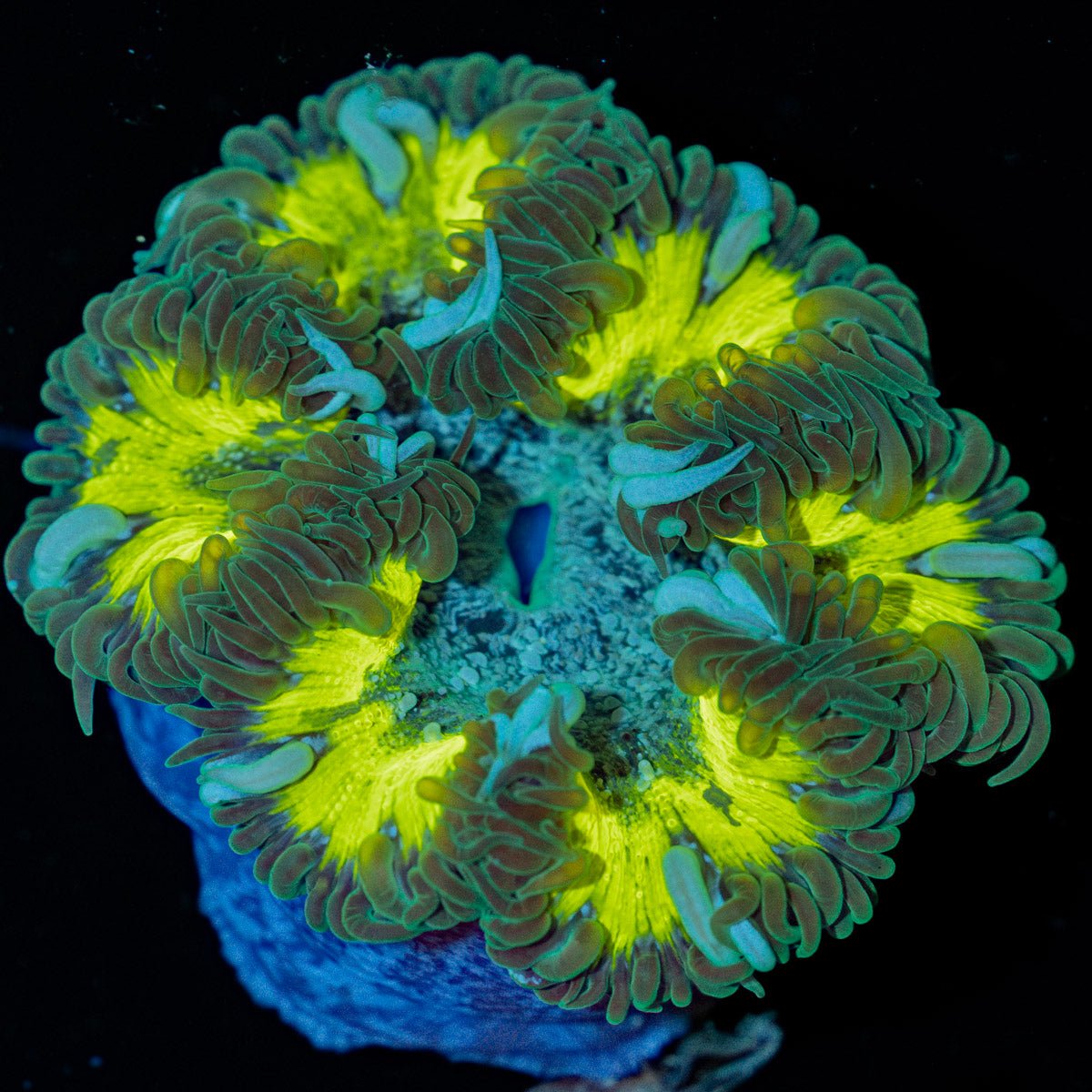 Ultra Rock Flower Anemone with brilliantly patterned appearance in a saltwater aquarium