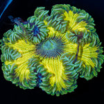 Ultra Rock Flower Anemone with brilliantly patterned appearance in a saltwater aquarium
