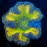 Ultra Rock Flower Anemone with brilliantly patterned appearance in a reef aquarium