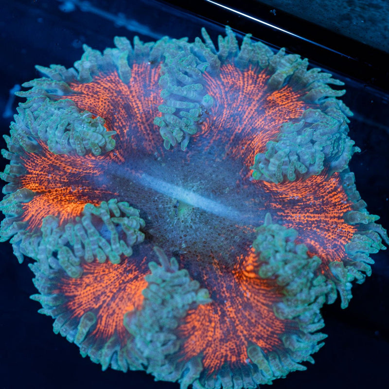 Ultra Rock Flower Anemone
