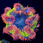 Ultra Rock Flower Anemone with brilliantly patterned appearance in a saltwater aquarium