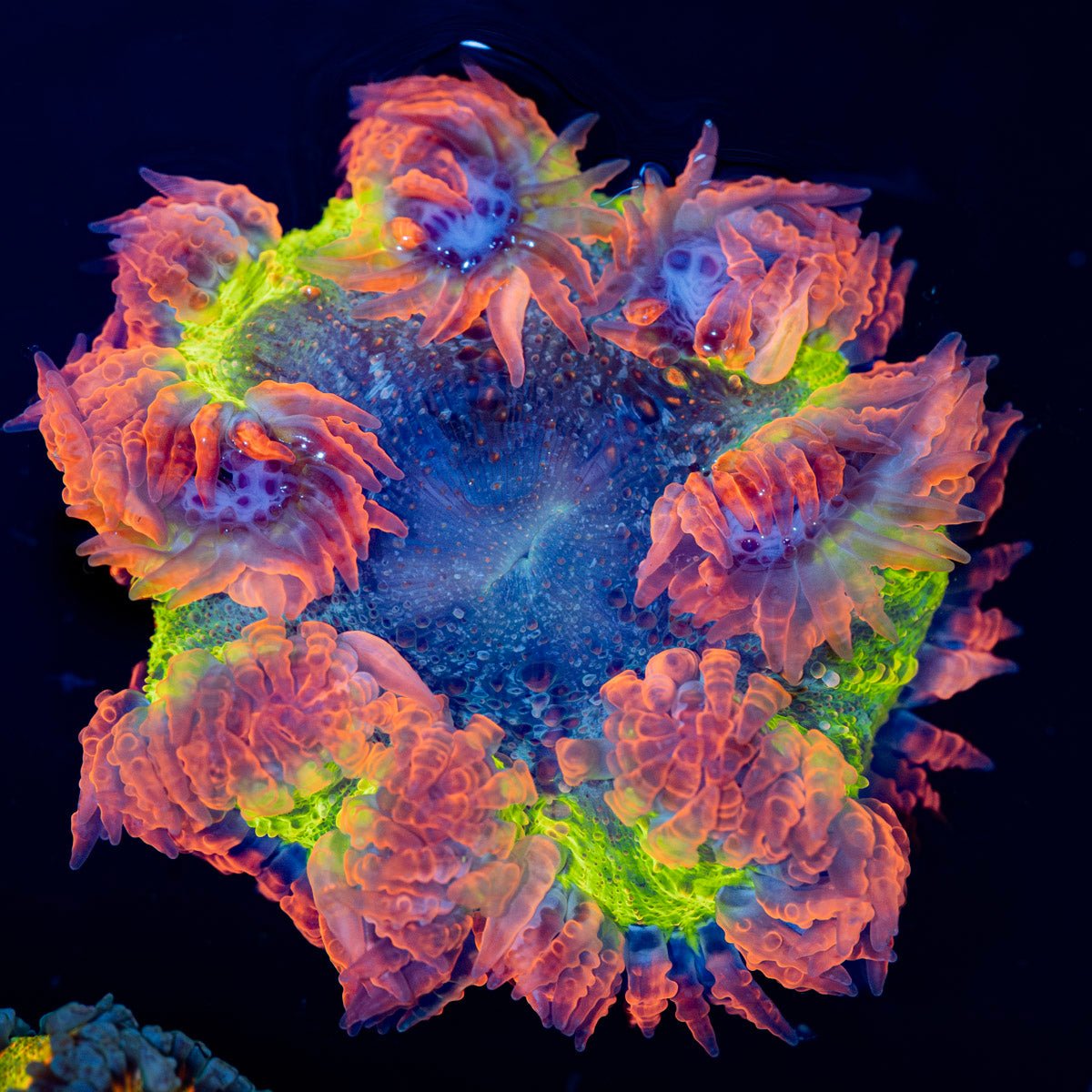 Ultra Rock Flower Anemone with brilliantly patterned appearance in a saltwater aquarium