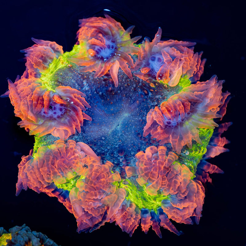 Ultra Rock Flower Anemone