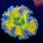 Ultra Rock Flower Anemone with brilliantly patterned appearance in a reef aquarium