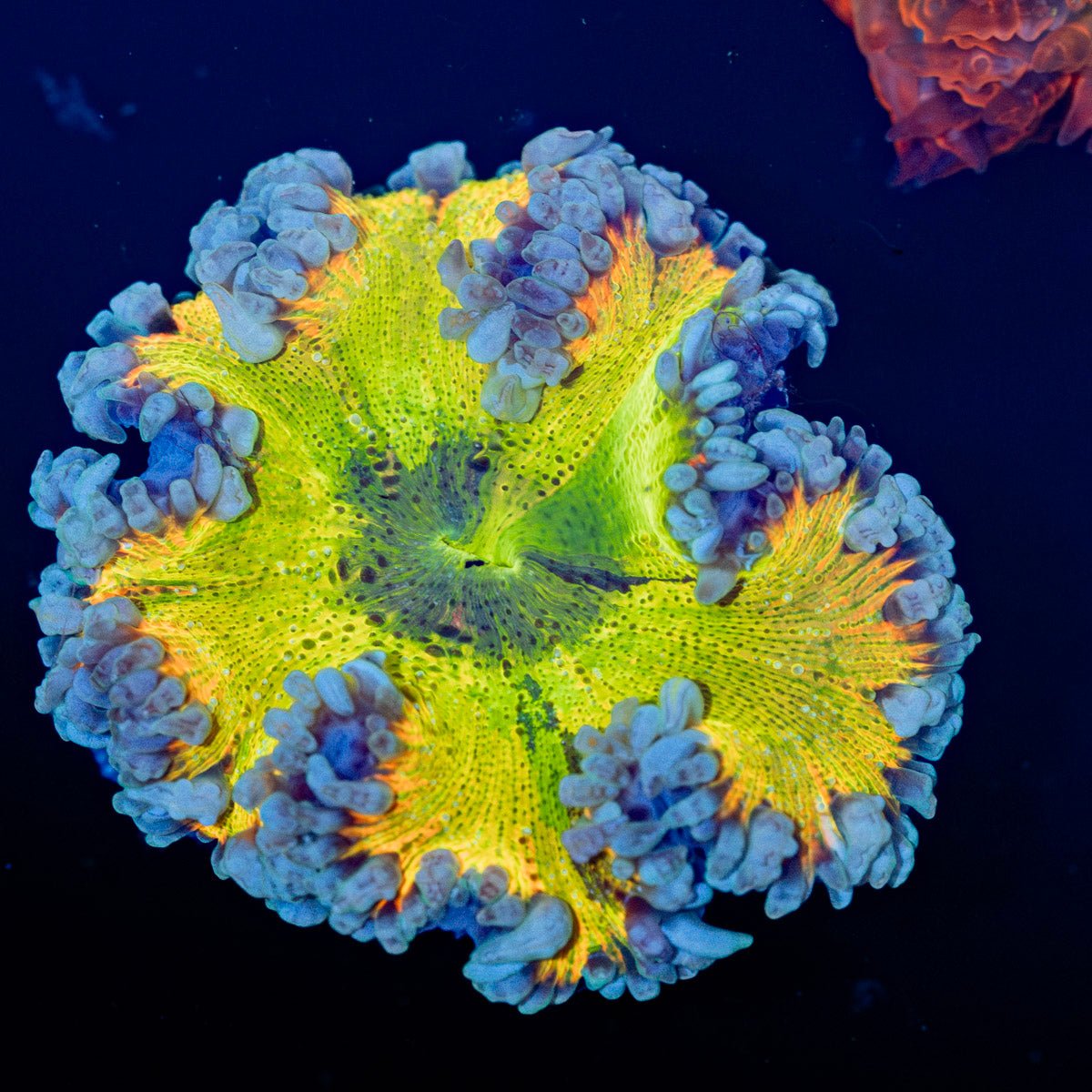Ultra Rock Flower Anemone with brilliantly patterned appearance in a reef aquarium