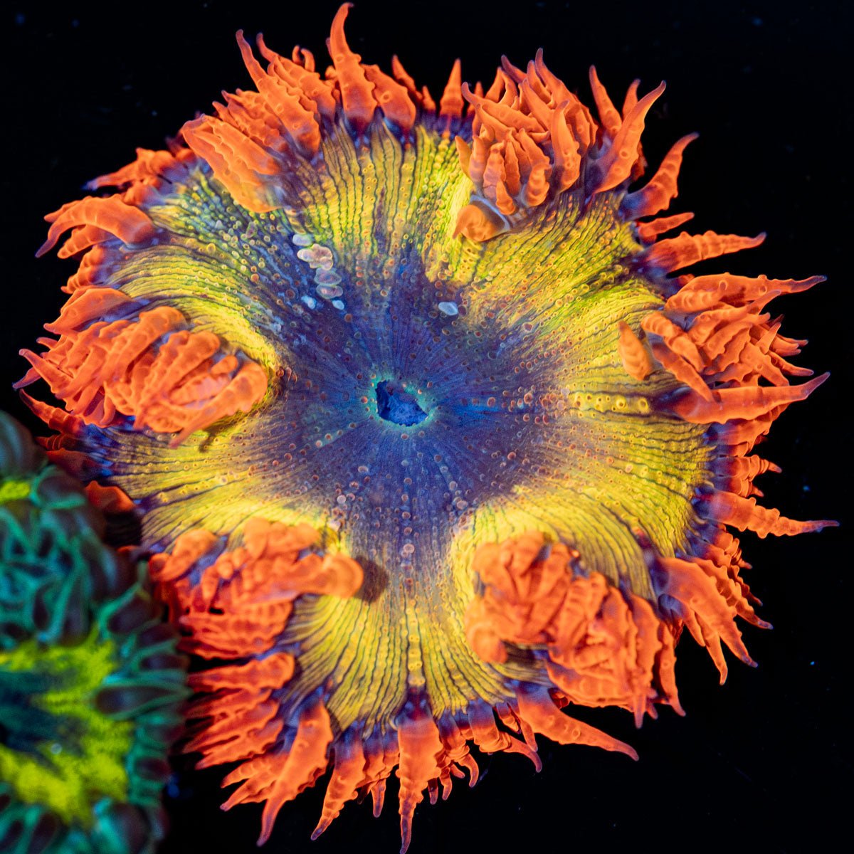 Ultra Rock Flower Anemone with brilliantly patterned appearance in a reef aquarium